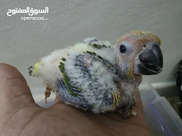 فرخ صن كنيور حاجة الله يبارك