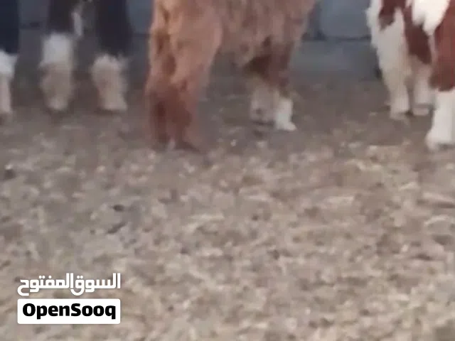 للبيع تيوسا