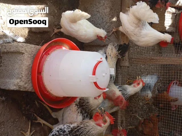 بيع ديوك فرنسيه وكويتي حب حب