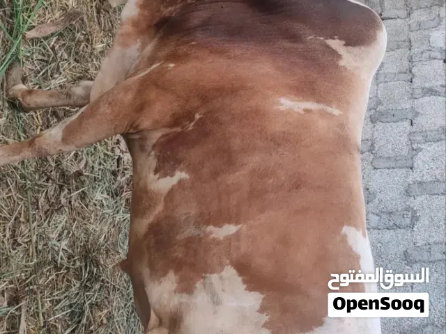 بقر عماني للأضاحي – جاهز لعيد الأضحى