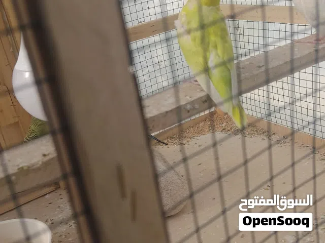طيور الحب نثايه