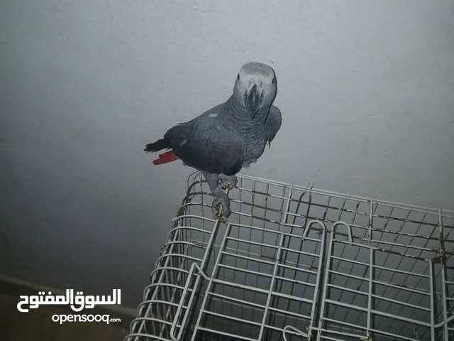 ببغاء ربي يبارك