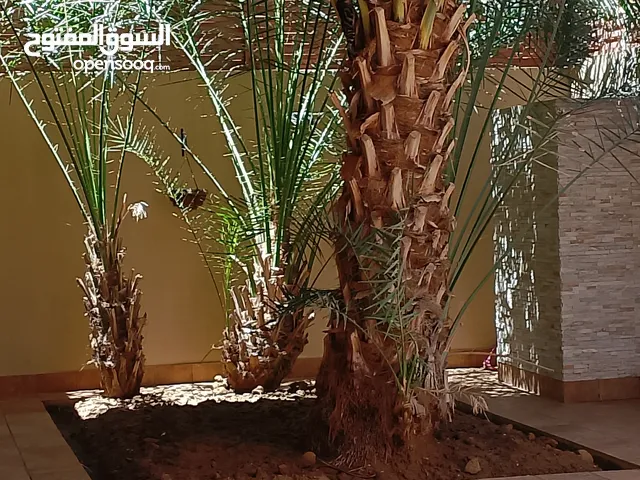 نخل للبيع باقل الاسعار