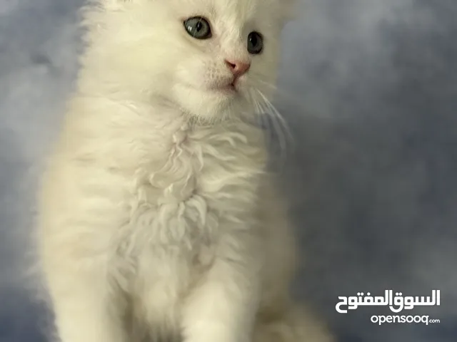 Purebred Maine Coon