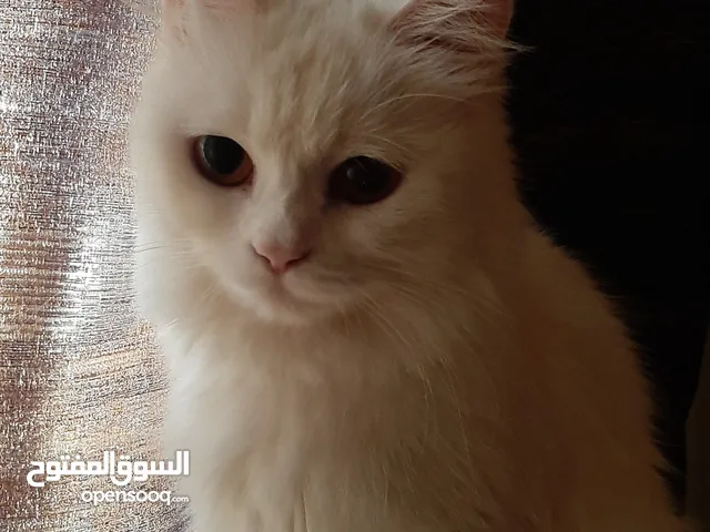 قطه شيرازي للتزاوج بدون رسوم female cat for mating for free