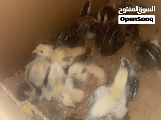 صيصان عمر أسبوع حاله جيده