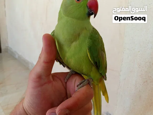 فحلين درة اليفات