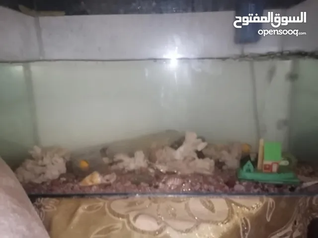 حوض سمك للبيع بسعر حرق مع الفرتلر