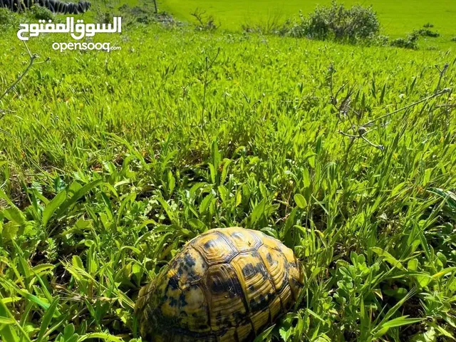 Residential Land for Sale in Misrata Other