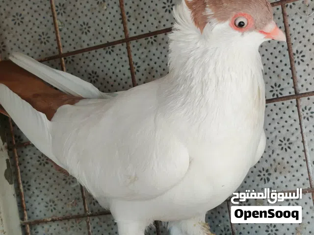 جوز بالونيات