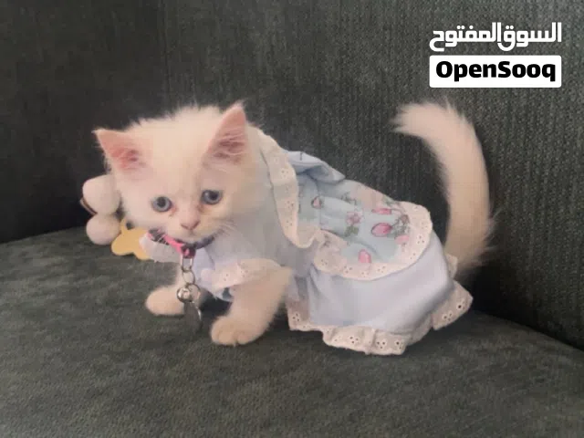 قط للبيع بصحه ممتازه