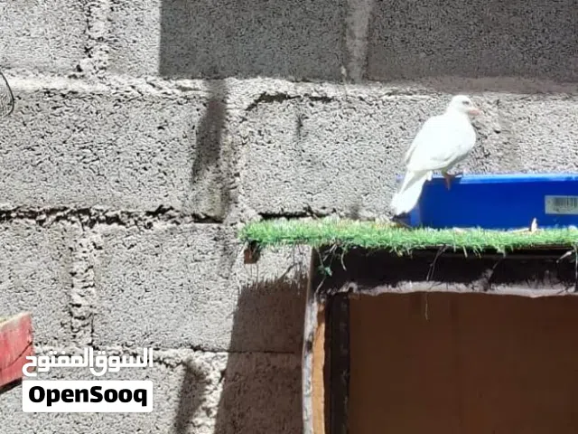 بيع حمام رعبي