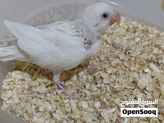 فرخ روز غندوره البينو