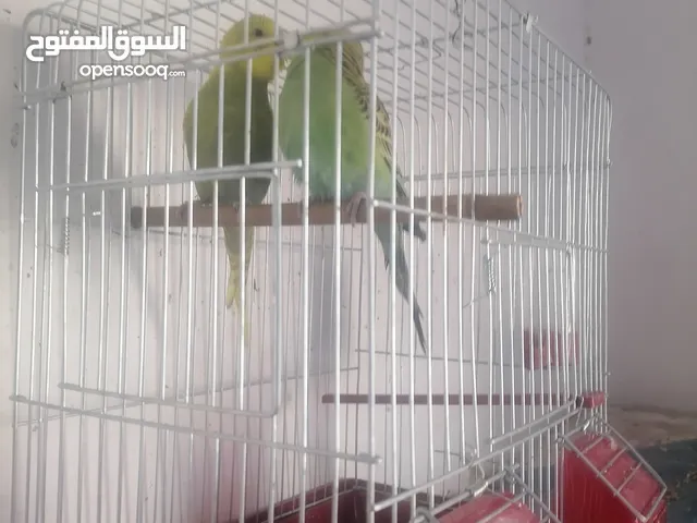 جوز حب شغلات اول شغلهم مع القفص للبيع