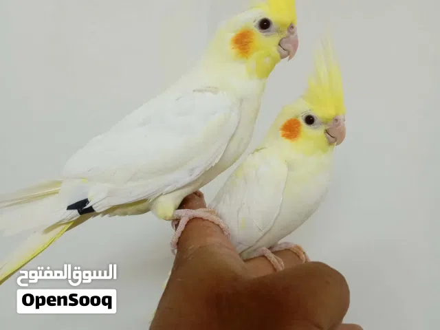 عصفير كنار عصفير حب عصفير كوكتيل  عصفير روز  عصفير فيشر