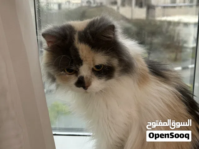 قطة كاليكو أليفه بدون سلوك عدواني