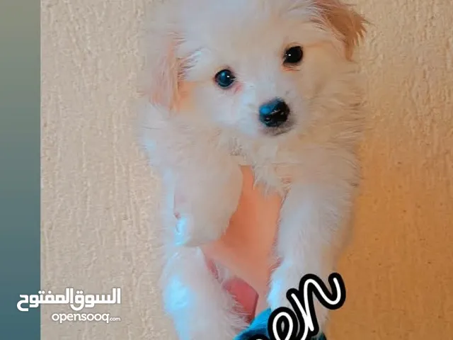 جراوي مالتيز شهر ونصف