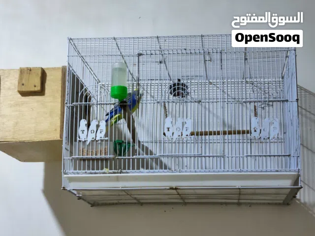 زوج طيور حب شرط الصحة والنظافة