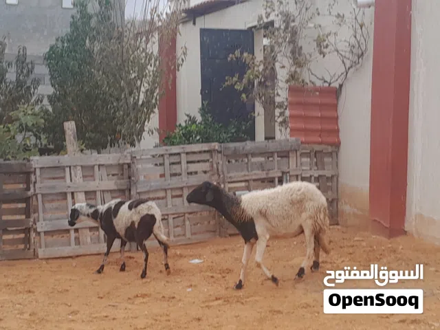 زوز نعاج وطنيات الله يبارك عشار الزوز سنهم اول جمع وتاني جمع محصنات وسليمات من العيوب