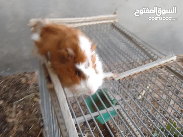 السلآم عليكم دكر قندي للبيع