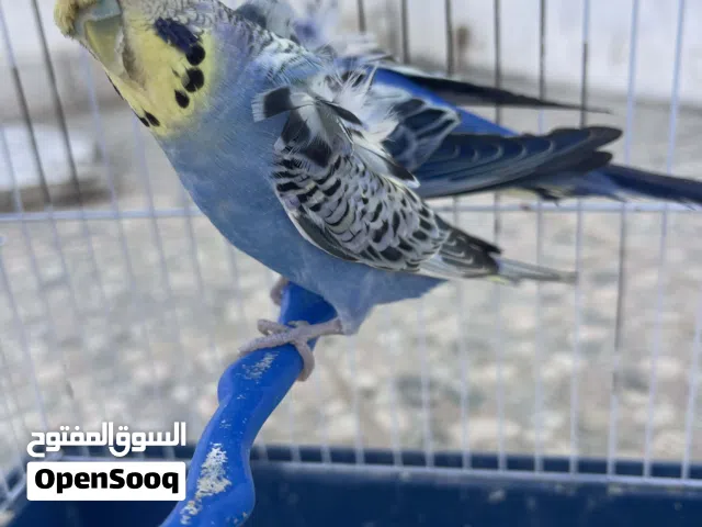 كوبيه هوقو رومو