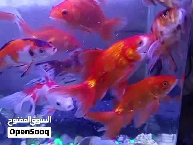 حوض اسمك في 7اسمك رقص للبيع وحجم ربي يبريك