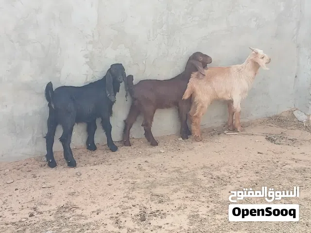 السلام عليكم  زوز جديان وعناق ماشاء الله عودهم ربي ايبارك الي بيمقرس والعلفه يعلفو العمر شهرين الا ت