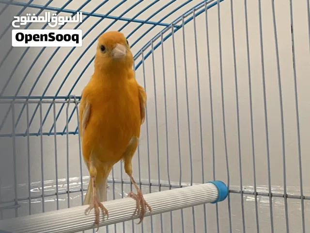 ذكر كنار جزري غامق
