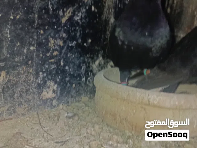 جوز نوريات سود بلصلاة عنبي شغالات و منقار قصير