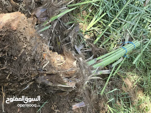 فسايل نخيل اصل للبيع من الام