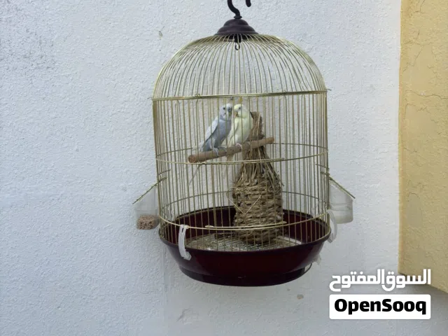 صحتهم ممتازة و منتجات قبل