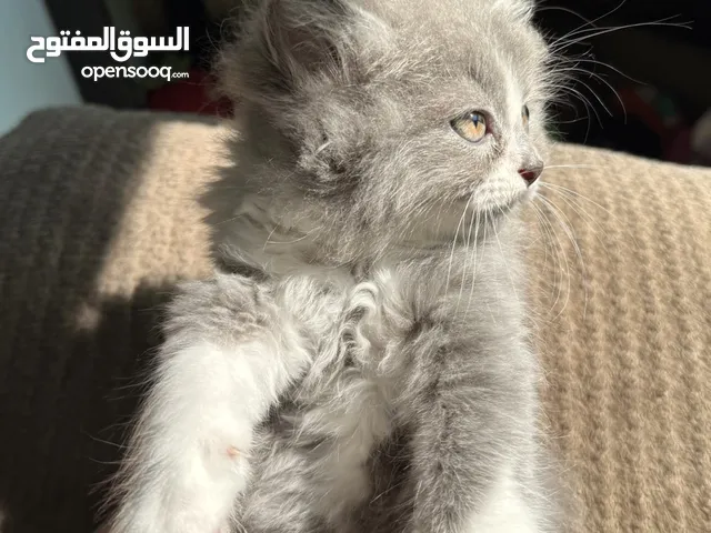 قطط هملايا وشيرازي وبرتش للبيع بسعر رمزي