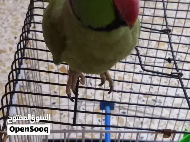 ببغاء هندي درة اخضر