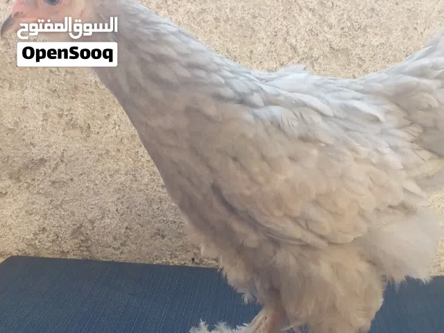 دجاج براهما جامبووو نخب اول نوادر