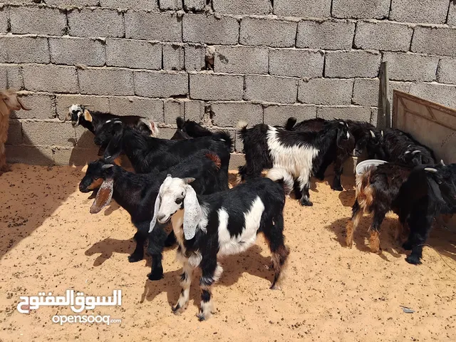 بسم الله جديان العدد 15معاهم 5 عنايق عمرهم حوالي 3 شهور السعر المطلوب 550 دينار الواحد البيع جملة مع