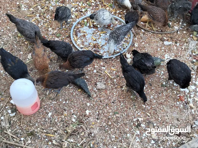 فرخات عمر 3 شهور