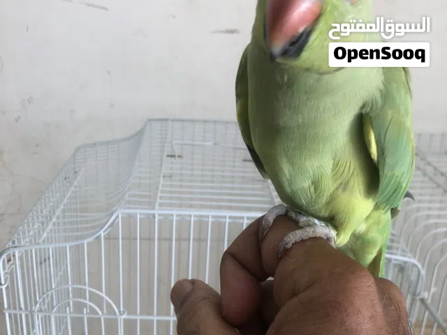دره اخضر ذكر اليف متكلم بطلاقه70 قابل الوصف