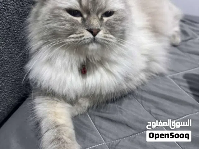 قطوس هملايا للتبديل فقط وليس للبيع