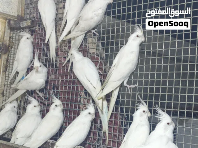 الله مصلي على محمد وآل محمد متاح كوكتيل البينو عيون حمر