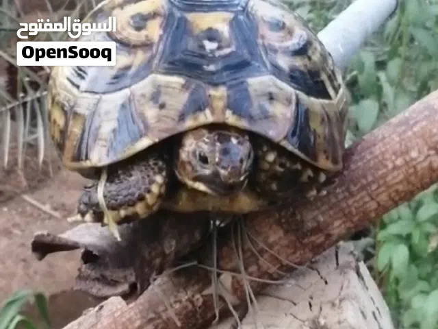 سلحفاه بريه