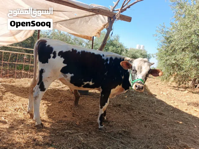 عجل عمره 9شهور للبيع