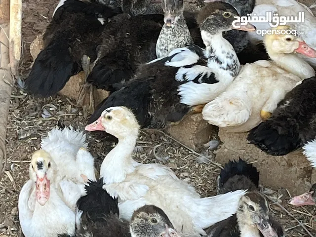 بط بلدي للبيع عدد 33