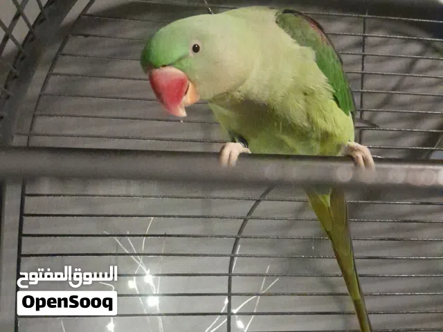 ببغاء انثى عمرها سبعة أشهر مميزة