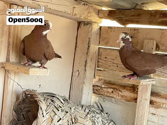حمر بغداديات