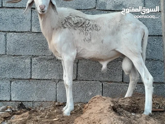 نعجه اسبانيه وخروف هجين
