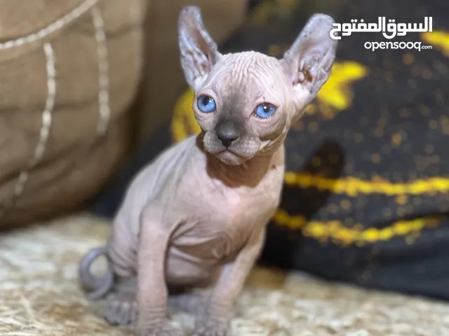قط فرعوني canadian sphynx