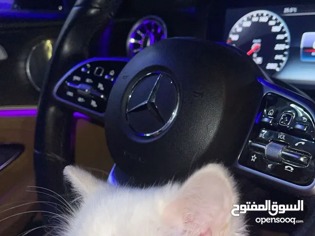 Persian three months white kitten قطط شيرازيه