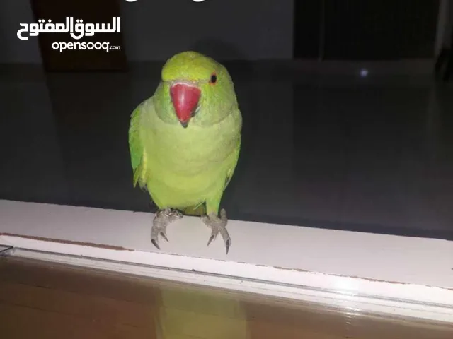 ببغاء درارة هندي كوكو عمر سنة وريكو عمر سنة ونص اليف ولعوب ومدرب وصحتو جيدة جدا ومرح بلعب بالبيت .
