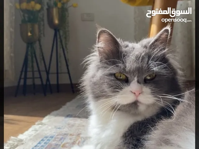 قط راغدول أنثى أليف بيتوتي مُطعم معه ليتر بوكس وغذاؤه الخاص وبيته