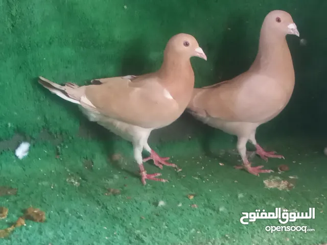 ثلاثه جواز شغاله البدل على طيور حب